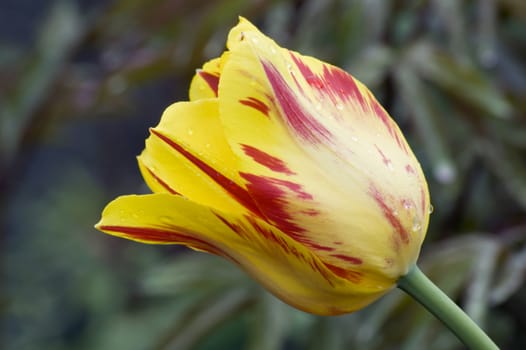 close up of yellow tulip on flowerbed