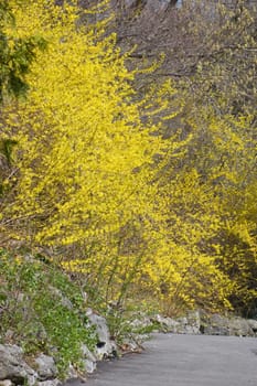 flovers on forsythia branches above a path