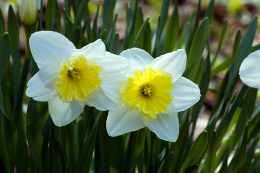 Close up of white and yellow narcissus