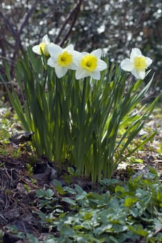 Close up of white and yellow narcissus