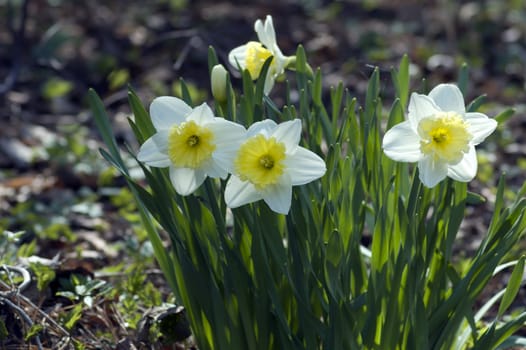 Close up of white and yellow narcissus