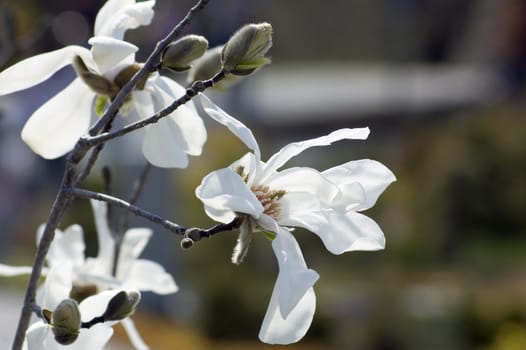 Magnolia flowers at sunset on blur background