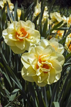Close up of white and yellow narcissus