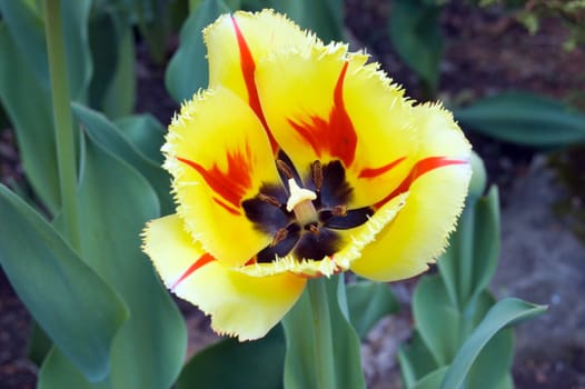 close up of yellow tulip on flowerbed