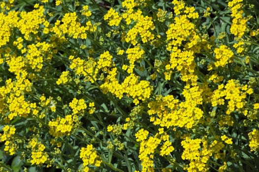 Brassica nigra flowers on green grass background