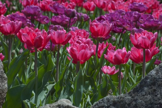 close up of pink and white tulip on flowerbed.