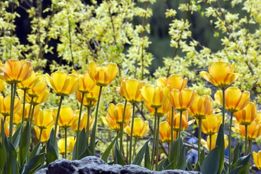 close up of yellow tulips on sunlit background