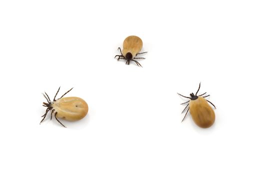 A slightly engorged tick shortly after removal