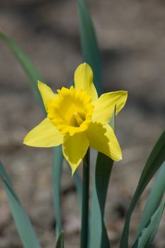 Close up of yellow narcissus on gray background