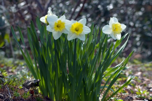 Close up of white and yellow narcissus