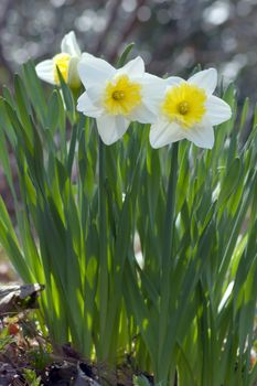 Close up of white and yellow narcissus