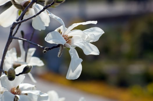 Magnolia flowers at sunset on blur background