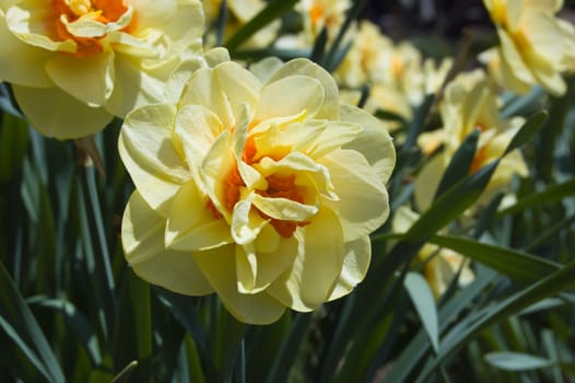 Close up of two yellow narcissus