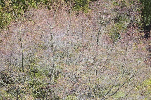 Bushes with beautiful pink flower in spring time