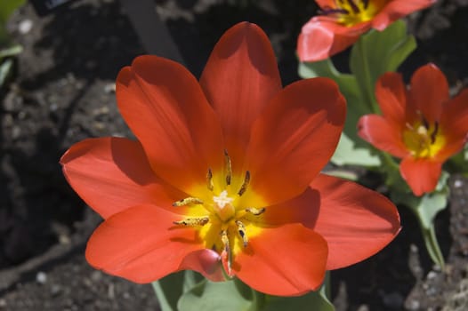 close up of pink tulip on blur dark background