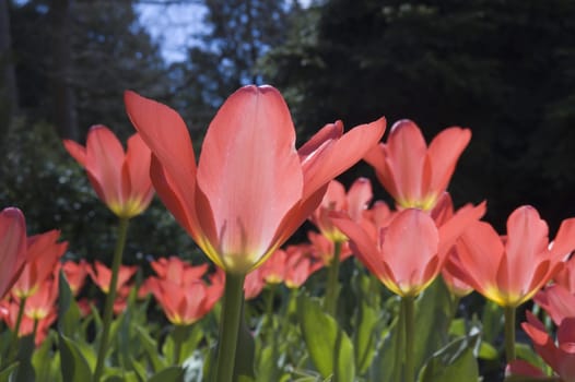 close up of pink tulip on blur dark background