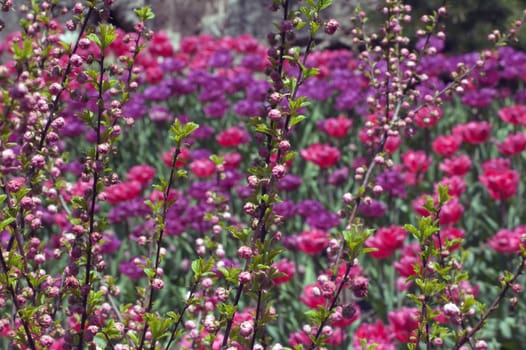 Bush Twigs with small green leaves and red flowers