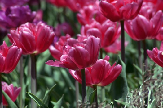 close up of raspberry pink tulips on dark green background