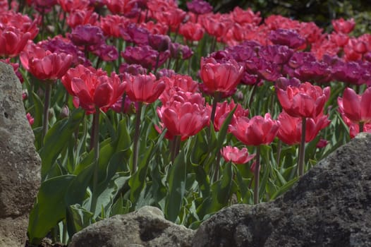 close up of raspberry pink tulips on dark green background