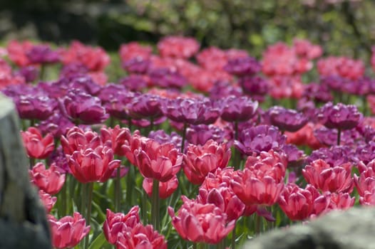 close up of raspberry pink tulips on dark green background