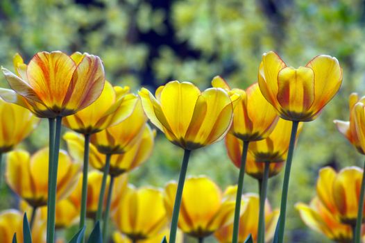 close up of yellow tulips on sunlit background