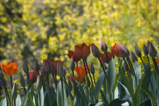 red and yellow tulips on yellow background