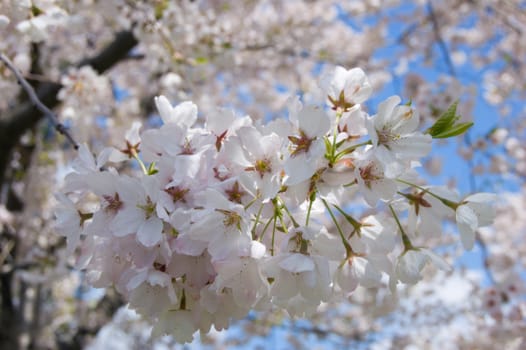 Closeup of crabapple blossoms on light background