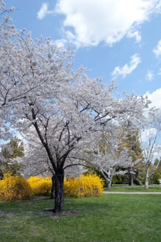 Blossoms on crabapple tree in park. Spring time 