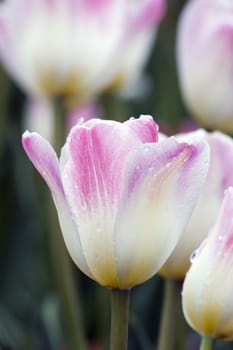 close up of pink and white tulip on flowerbed.