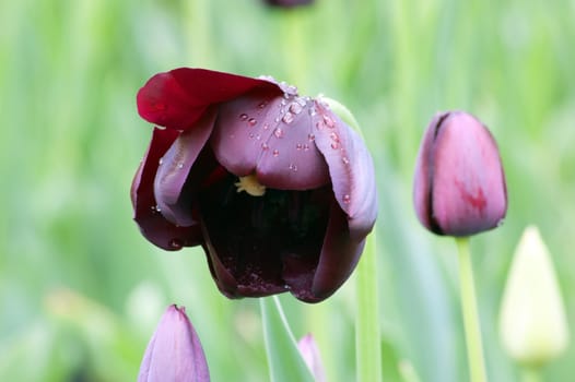 close up of black tulip on flowerbed. Gordon Cooper