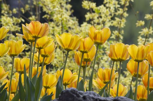 close up of yellow tulips on sunlit background