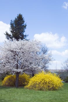 Blossoms on crabapple tree in park