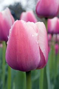 close up of pink and white tulip on flowerbed. Menton
