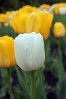 close up of pink and white tulip on flowerbed.