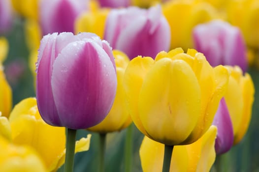 close up of pink and yellow tulip on flowerbed. Menton