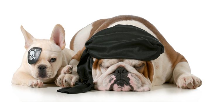 dog pirates - french and english bulldog dressed up like pirates isolated on white background