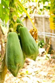 papayas hanging from the tree