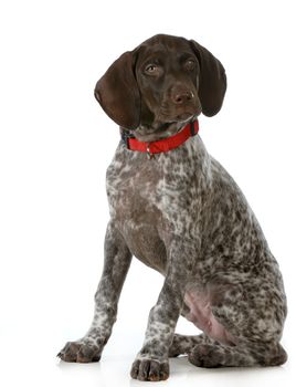 german shorthaired pointer sitting looking at viewer isolated on white background