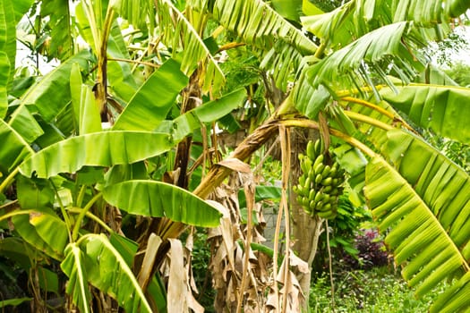 Banana plantations