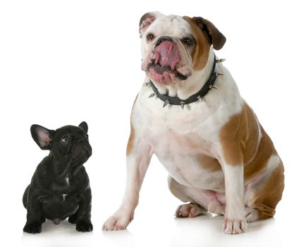 big and small dog - small french bulldog looking up to big english bulldog licking lips wearing spiked collar