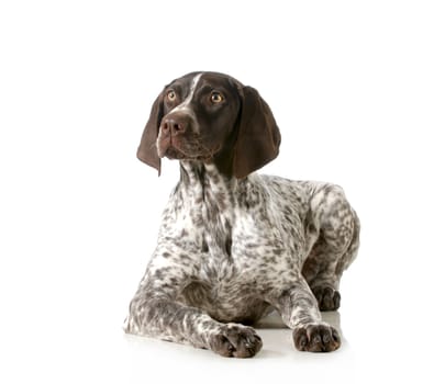 german shorthair pointer laying down isolated on white background