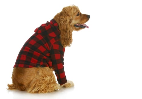 cocker spaniel wearing dog coat sitting side profile isolated on white background