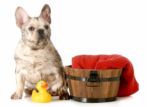 dirty dogs - rench bulldog ready for a bath isolated on white background