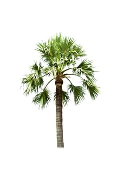 Sugar palm isolated on white background