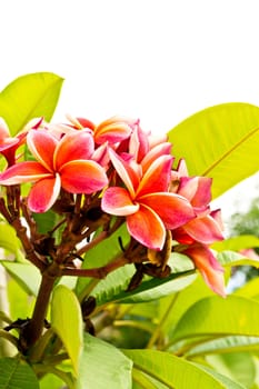 Plumeria flower