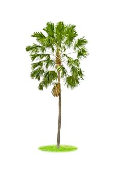 Sugar palm isolated on white background