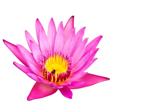 Lotus isolated on white background
