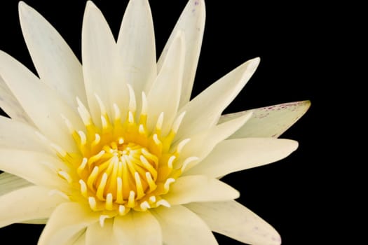 Lotus on black background