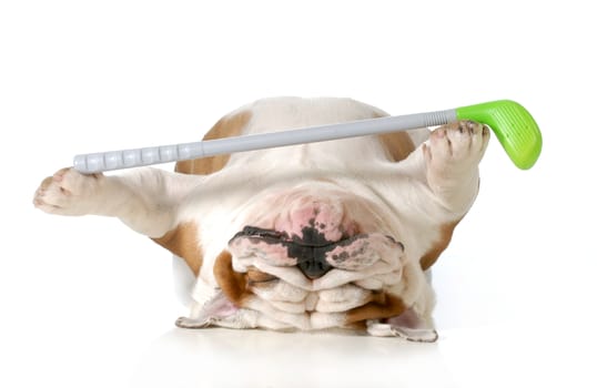 retired dog - english bulldog laying down holding golf club