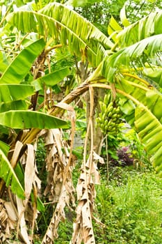 Banana plantations